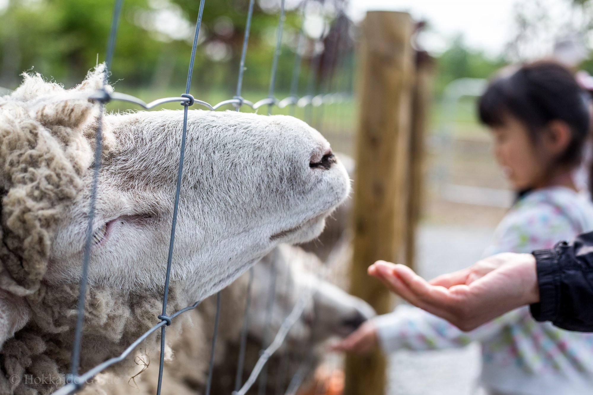 🐑 지구의 꿈 카쿠야마 농장 - 톤덴 팜